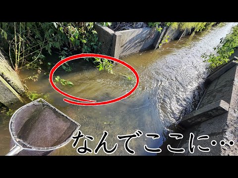 I caught a giant invasive species in the irrigation canal after the typhoon and brought it home, ...