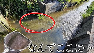台風後の用水路に現れた巨大外来生物を活かして持ち帰ったら大事件が起きました…