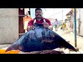 MANTARAY FISH CUTTING | FISH CUTTING SKILLS | FISH CUTTING VIDEOS | #KASIMEDU | UK SONS MARINE