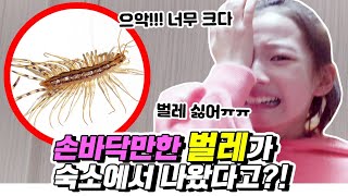 시윤이가 펑펑 울었어요 ㅠㅠ(몰카 아님) 여러분 벌레가 이렇게 위험한 겁니다.. 비타민, 피어스 단체 경악!! ｜클레버TV screenshot 2