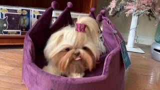 crown dog bed nandog