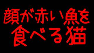 顔が赤い魚を食べる猫【Official Music Video】