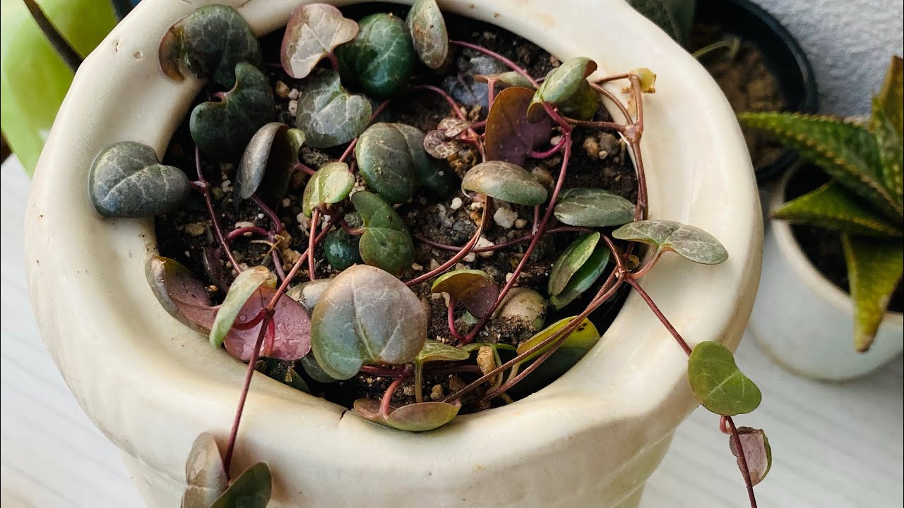 हैंगिंग बास्केट कि लिये सुंदर indoor पौधा String of Hearts ️