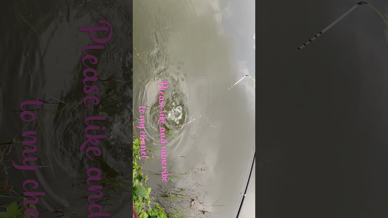 Beautiful mirik fish 🐟 Amazing hook fishing 🎣 in pond