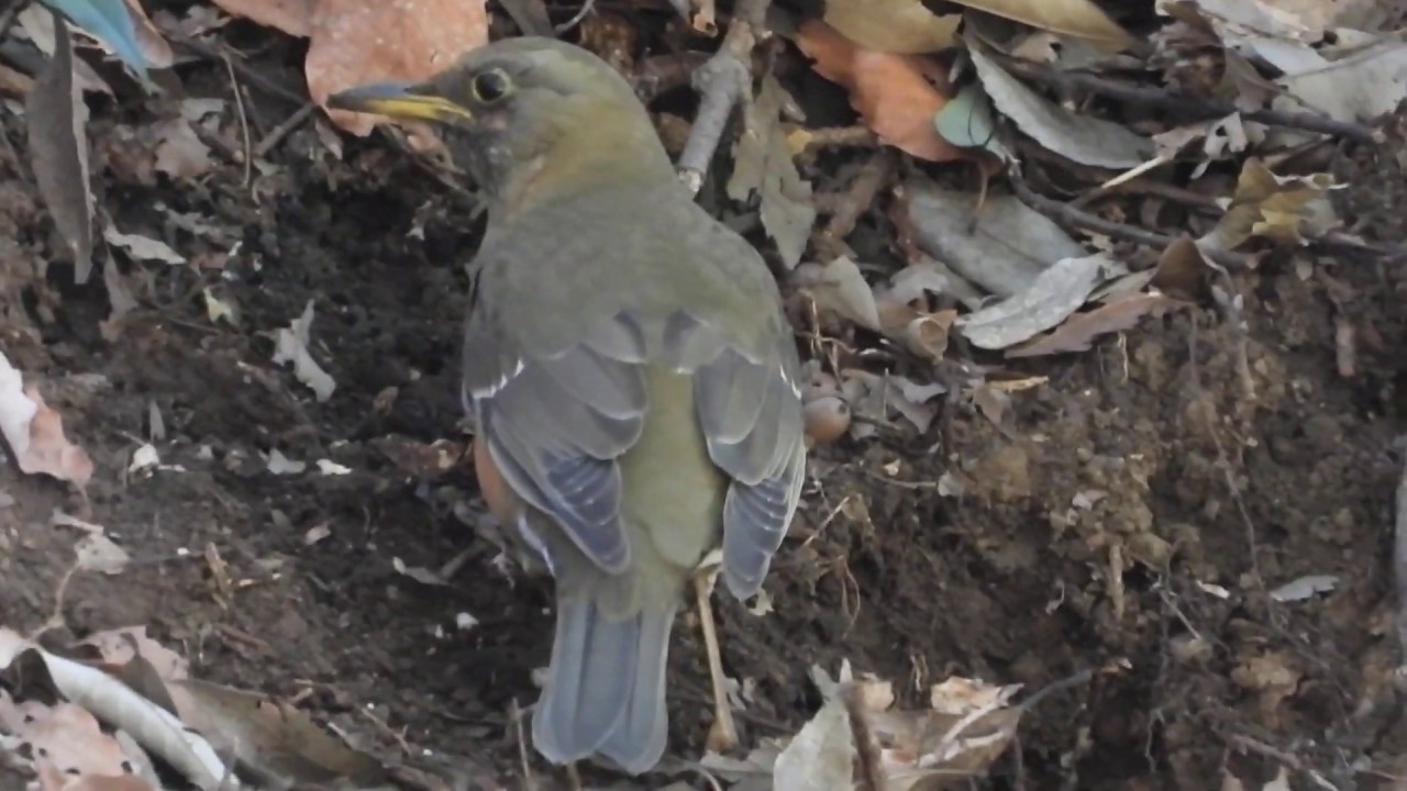 【野鳥観察】アカハラ雌 / 斜面で効率的に虫探し / Brown-headed thrush / Japanese Bird 
