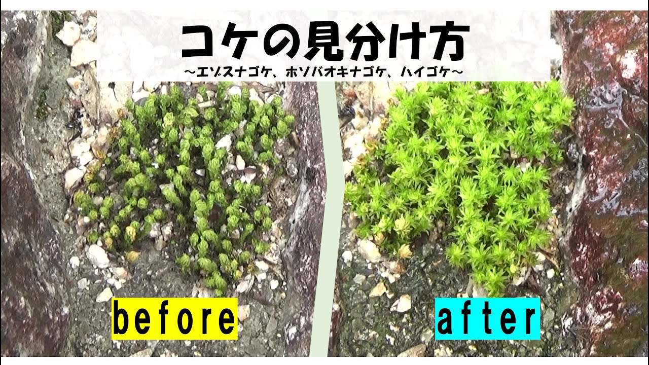 植物分類】コケの見分け方～エゾスナゴケ、ホソバオキナゴケ、ハイゴケ