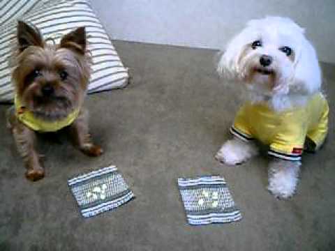 Speed-Eating Contest [Yorkie v.s. Maltese] part2