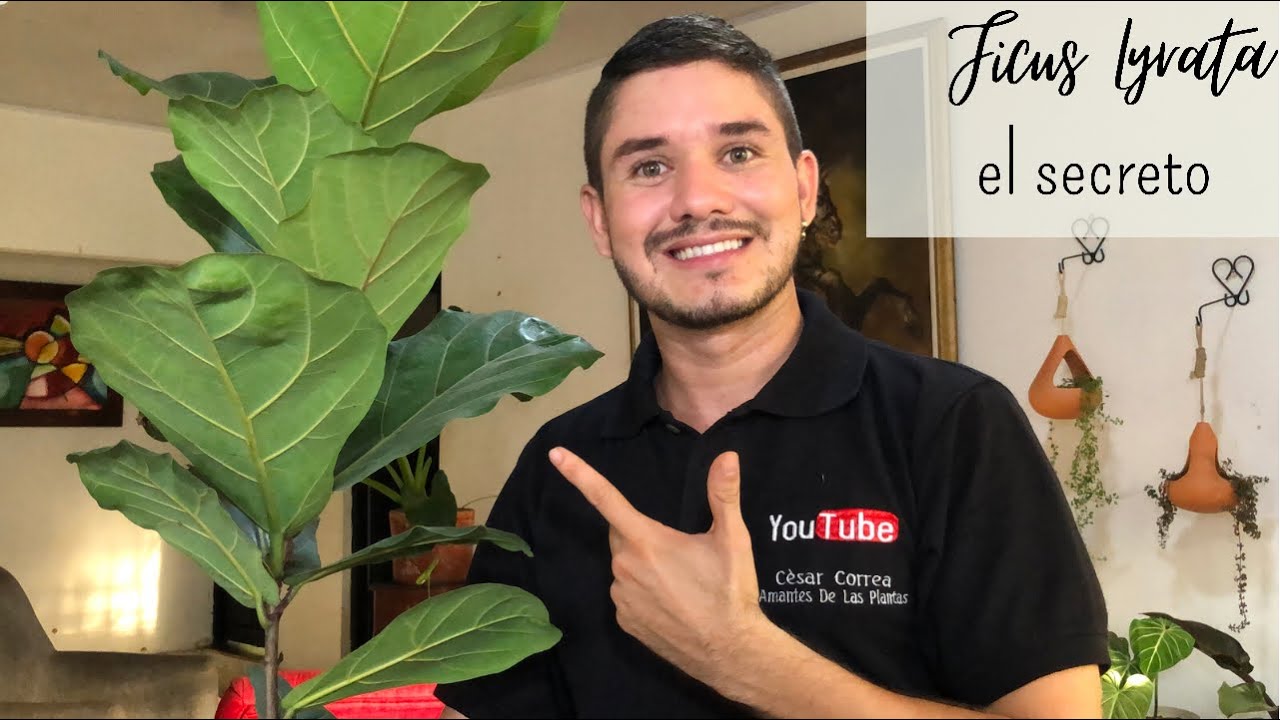 Ficus lyrata o Pandurata trasplante y cuidados 👀🧐Te cuento el secreto🤫🙊🌺🪴