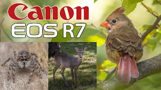 Canon R7 Wildlife &amp; Macro Photography RF 800, 100 Macro &amp; 100-500 Lenses!