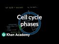 Cell Growth and Division: Exploring the Cell Cycle and Its Phases