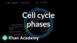 Cell cycle phases | Cells | MCAT | Khan Academy