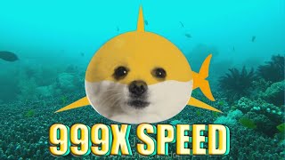 아기상어 상어가족 강아지 리믹스 Dj Dog Speed 999X