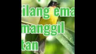 Suara pikat kutilang emas memanggil jantan