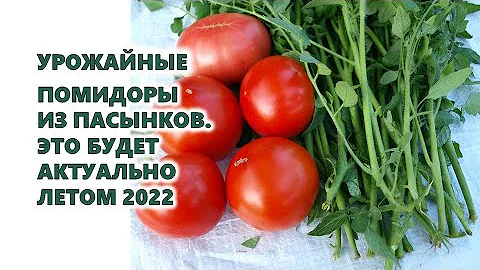 Co se střídá po bramborách?