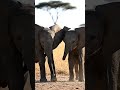 cute elephants