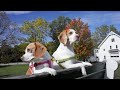 Cute Dogs Watch Leaves Change Color: Maymo &amp; Penny