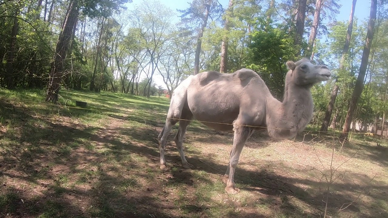 Zimoviště cirkusu Humberto a Cirkusu King