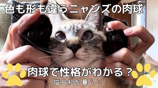 【猫の肉球】それぞれ違う猫の肉球/寝不足解消に始めた事は