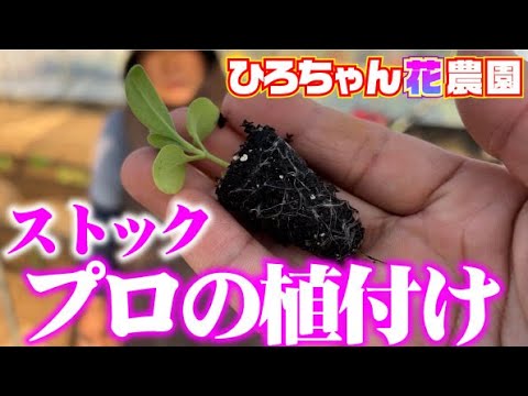 花シリーズ - YouTube