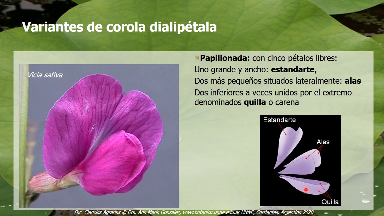 BOTÁNICA. Unidad 4: Flor. Perianto (2° de 5 vídeos)