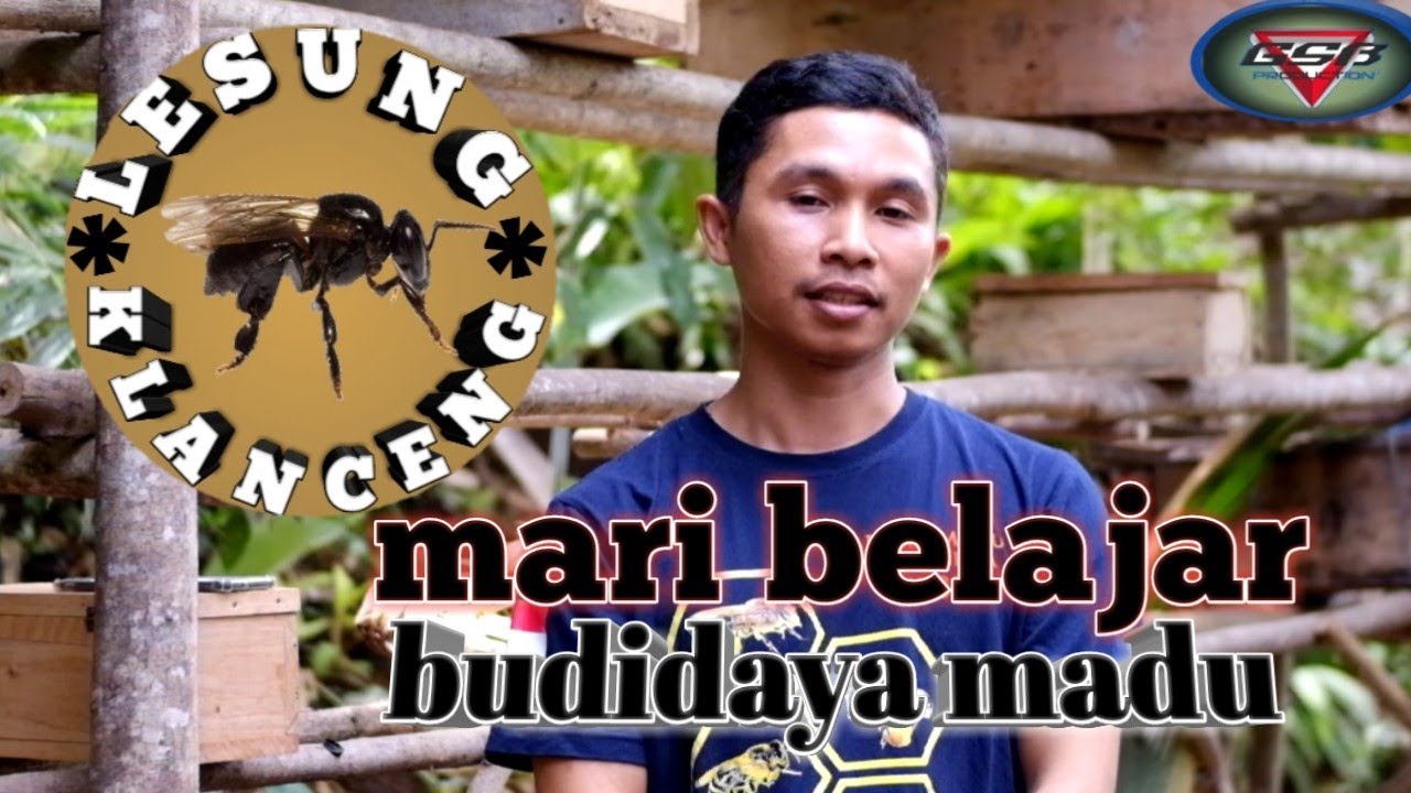 LESUNG KLANCENG-WISATA EDUKASI BUDIDAYA MADU TAWON KLANCENG YANG PENUH