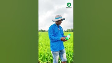 Bí Quyết Giúp Lúa Cứng Cáp, Ra Rễ Nhiều Với CỨNG CÂY 304