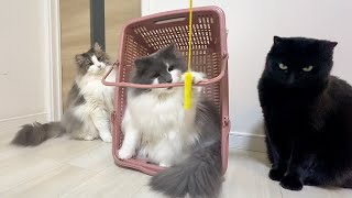 Norwegian Forest Cat obsessed with cat toy