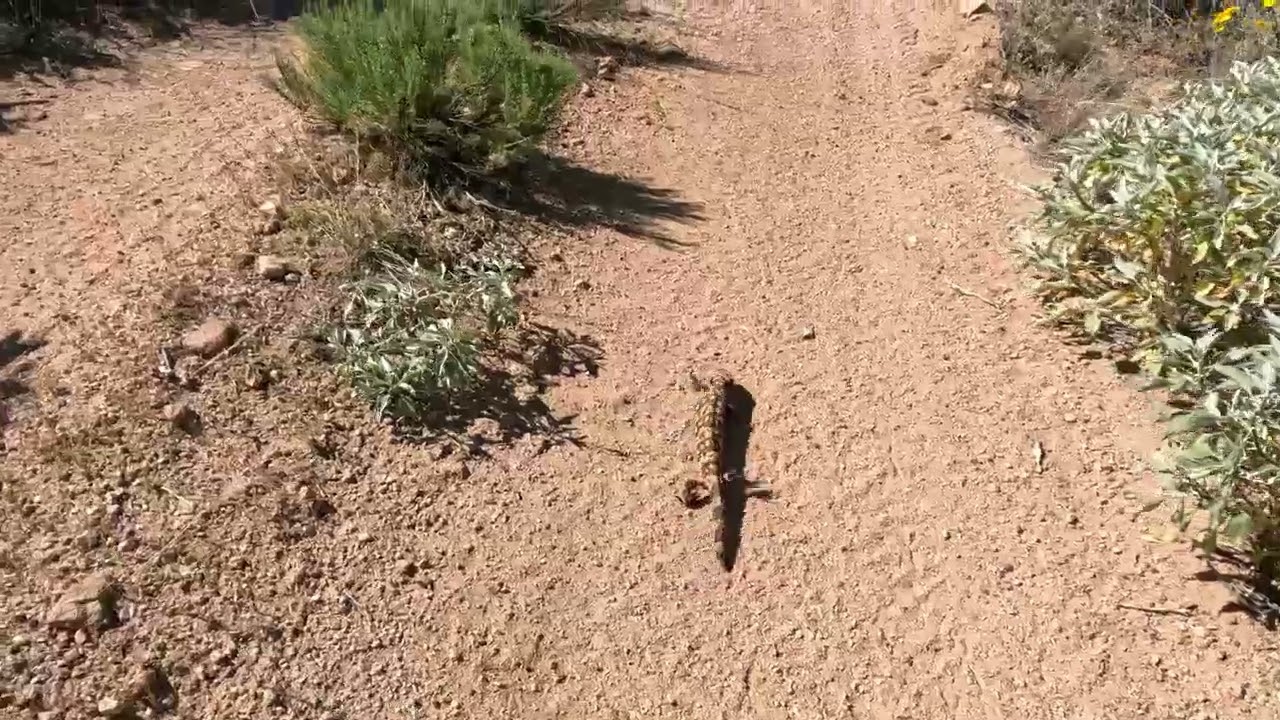 3 5 2026 Bartlett Lake 2 Gila Monsters 0