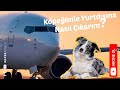 Köpeğimle Yurtdışına Nasıl Çıkarım?