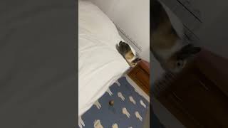 Energetic Rabbit's Zoomies Around the Room