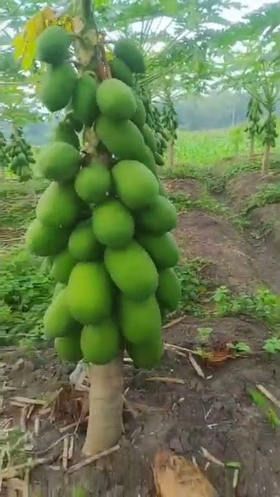 pepaya super montok