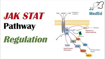 JAK STAT Signaling Pathway: Regulation