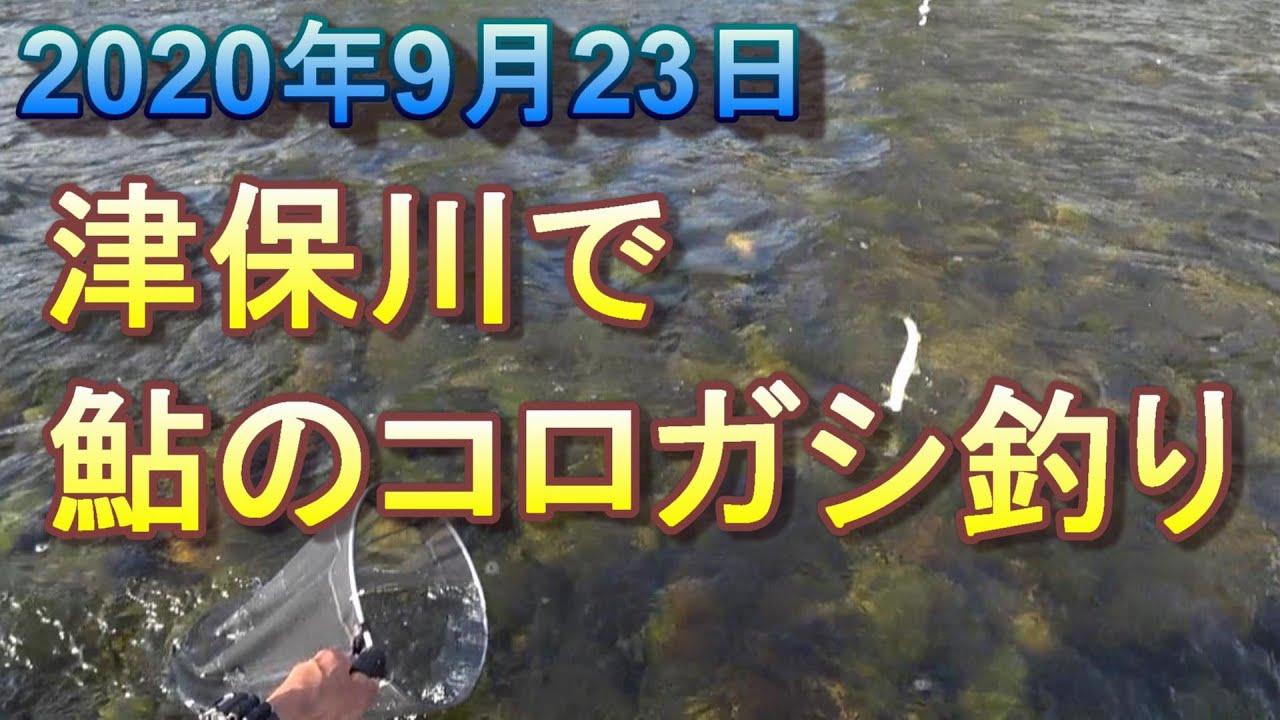 長良川の支流津保川で鮎のコロガシ釣り 年9月23日 Youtube