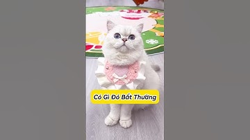 🐾 Xuất Hiện Con Vật Kỳ Lạ! 😱 #thúcưng #vậtnuôi #chómèohàihước #funny #pets #cat #cute