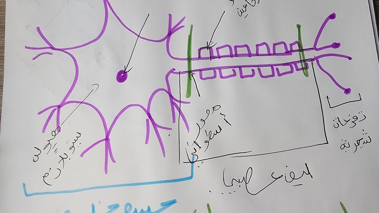 أقوى مراجعة للحركة اللاإرادية 🔥 | الفرض – الجزء الثاني