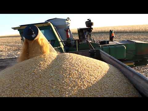 Video: Kako Uzgajati I Ubirati Indijsku Kukuruz