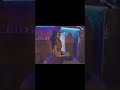 සුදු වලිගේ ඇත්තෝ😂🤣 #shorts #trending #block&amp;dino #srilanka #sinhalasongs #shortsfeed #shortvideo