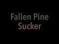 Sucker Fallen Pine Lyrics