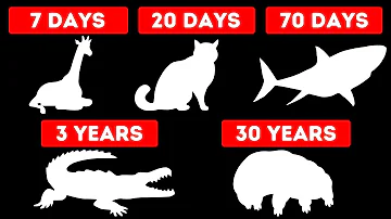 Jak dlouho vydrží aligátor bez jídla?