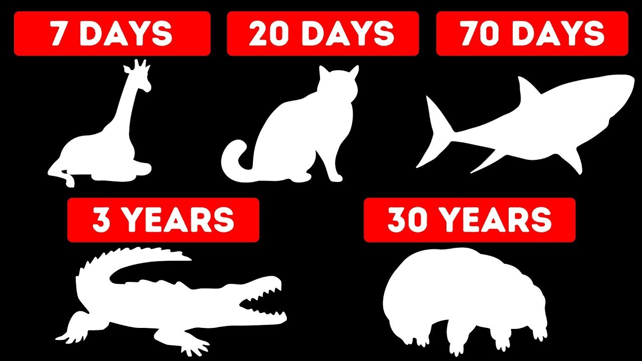 How Long Animals Can Go Without Food
