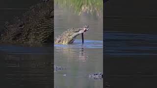 A Crocodile Snake Snack
