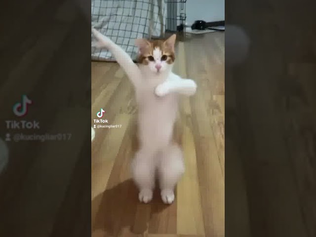 kucing lucu joget dj oke gas oke gas #trend #dance #kucing #viral #fyp #fypシ #fypシ゚viral class=