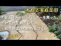 【お庭で家庭菜園】vlog#17 虫よけメッシュパーカー、トマトを撤去して秋冬野菜のために土づくり2020/09/14