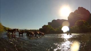 Salt River Wild Horse Crossing