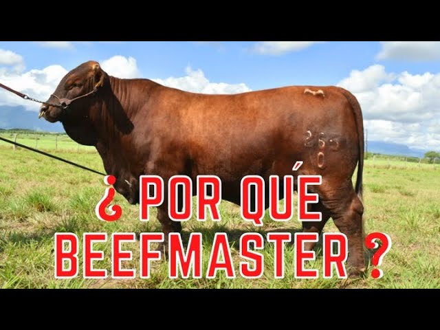 ¿¿¿ POR QUE BEEFMASTER ??? BEEFMASTER SUPREMO EPISODIO 43 class=