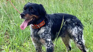 Meet Toga: A French Brittany Who Loves Finding Woodcocks