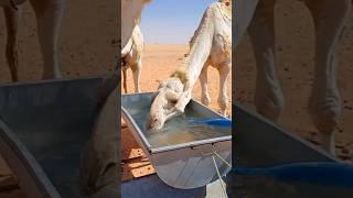Why Leaving Water in Deserts Can Be Dangerous! 😱 #facts #ytshorts #trending