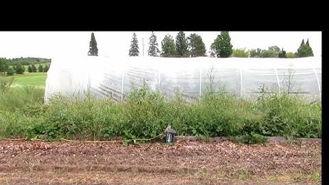 Wasps, Revenge Using Bug Zapper! | Jason Asselin