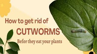 Eliminate Cutworms Forever with These Proven Methods