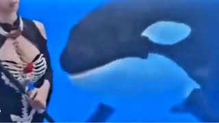 Information Freaky Orca News